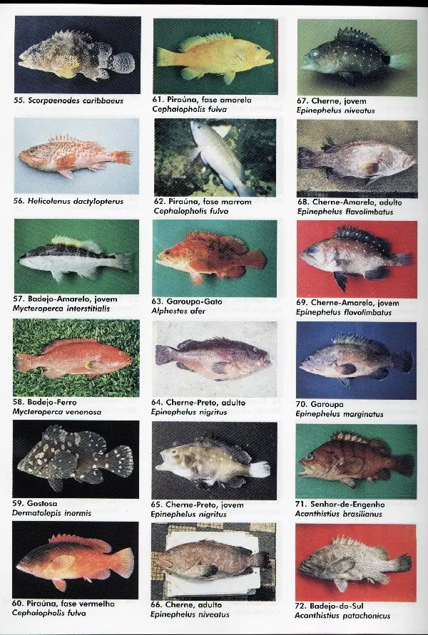 peixes04