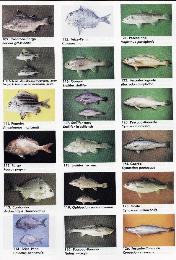 peixes07