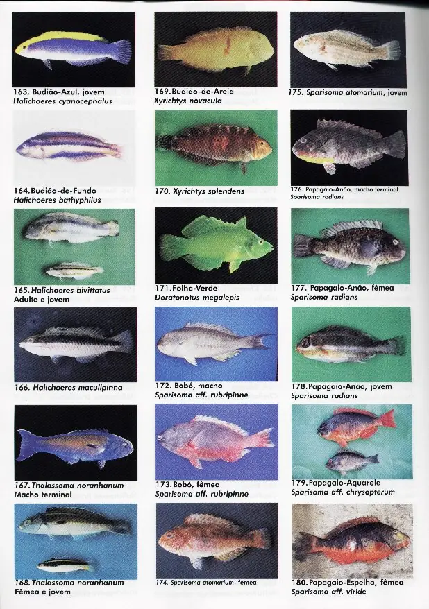 peixes10