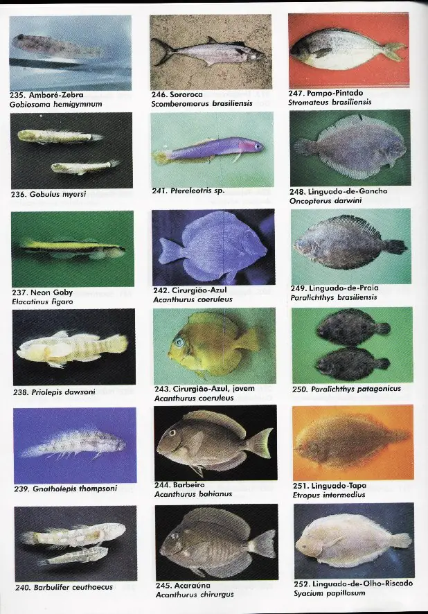 peixes14